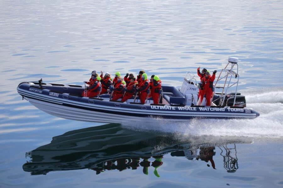 Whale Watching in Reykjavik by Speedboat - A Detailed Look at the Reykjavik Speedboat Whale and Puffin Tour