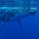 Whale watching in the calm of the peninsula with Ttahi tours - The Sum Up