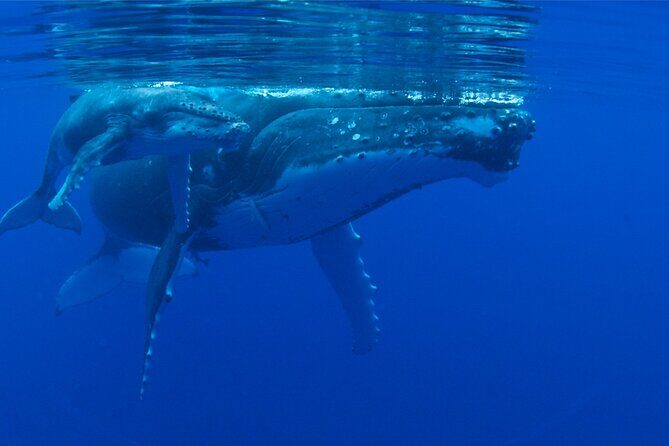 Whale watching in the calm of the peninsula with Ttahi tours - The Sum Up