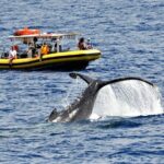 Whale Watching Maui: 2-Hour Small Group Raft Tour from Lahaina - Whale Watching Maui: 2-Hour Small Group Raft Tour from Lahaina