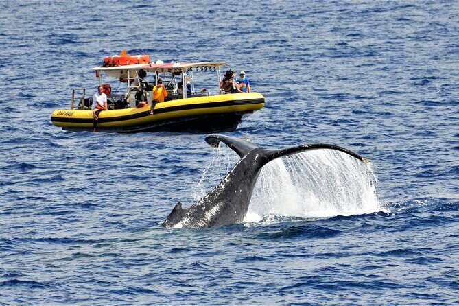 Whale Watching Maui: 2-Hour Small Group Raft Tour from Lahaina - Whale Watching Maui: 2-Hour Small Group Raft Tour from Lahaina