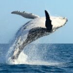 Whale Watching Moorea (non-swimming) - Final Thoughts: Is It Worth It?