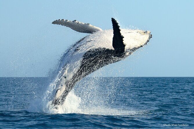 Whale Watching Moorea (non-swimming) - Final Thoughts: Is It Worth It?