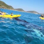 Whale Watching Ocean Kayak + Great Beach Drive Adventure - Who Should Consider This Tour?