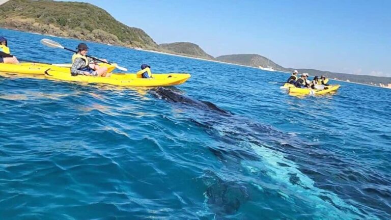 Whale Watching Ocean Kayak + Great Beach Drive Adventure - Who Should Consider This Tour?