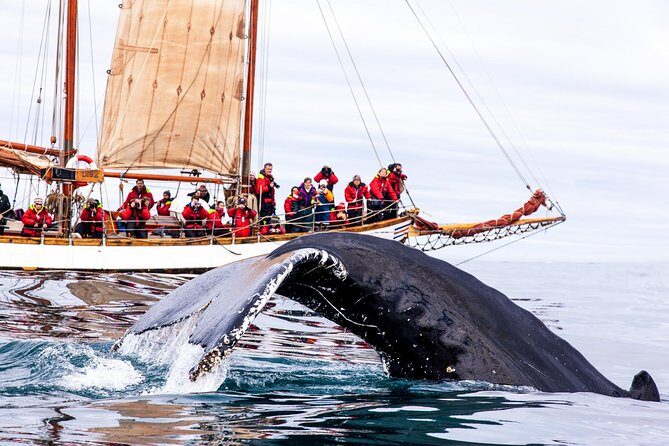 Whale Watching on a Traditional Oak Sailing Ship from Husavik - Warmth and Comfort