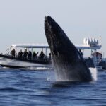 Whale Watching on Speed Boat with canopy from Sydney Harbour - Why This Tour Offers Great Value