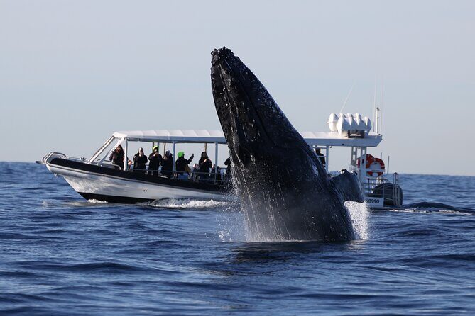 Whale Watching on Speed Boat with canopy from Sydney Harbour - Why This Tour Offers Great Value