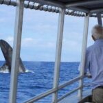 Whale Watching On The Big Island - The Sum Up