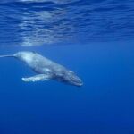 Whale watching on the preserved and quiet coast of Paea (Pk26) - Frequently Asked Questions