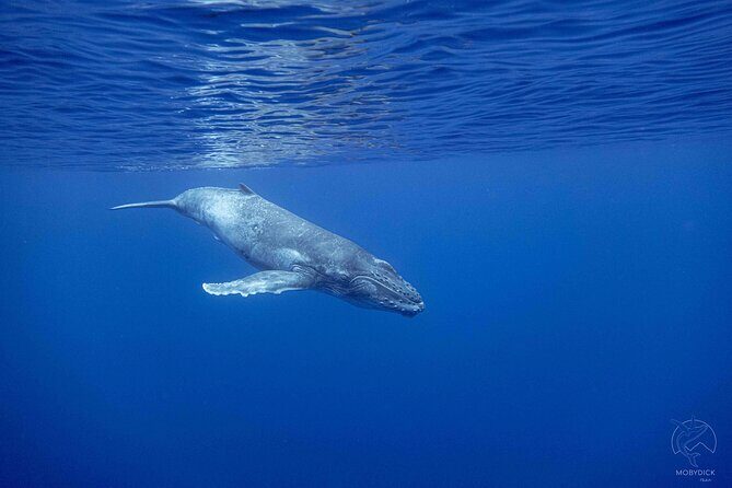 Whale watching on the preserved and quiet coast of Paea (Pk26) - Frequently Asked Questions