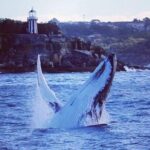 Whale Watching Sailing Experience in Sydney - FAQ