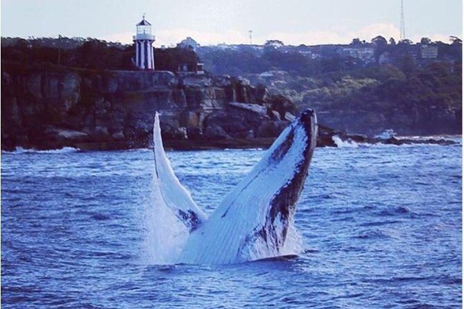 Whale Watching Sailing Experience in Sydney - FAQ
