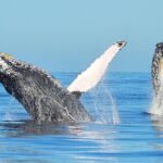 Whale Watching & Snorkeling Private Yacht Tour Cabo with Food & Drinks - Authentic Traveler Insights