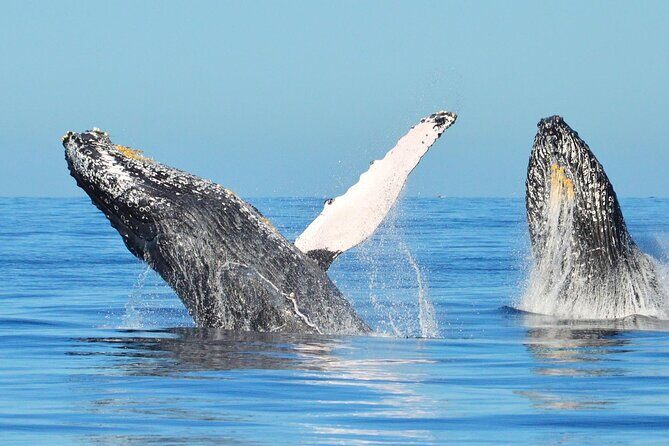 Whale Watching & Snorkeling Private Yacht Tour Cabo with Food & Drinks - Authentic Traveler Insights