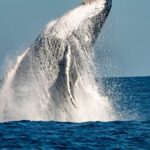 Whale Watching Sydney - FAQ