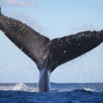 Whale Watching Sydney 2-Hour Express Cruise - Final Thoughts on the Sydney Whale Watching Cruise