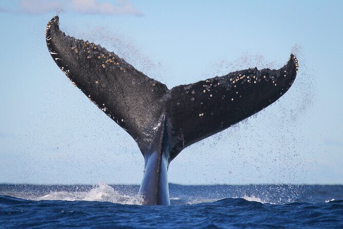 Whale Watching Sydney 2-Hour Express Cruise - Final Thoughts on the Sydney Whale Watching Cruise