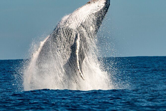 Whale Watching Sydney - FAQ