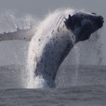 Whale Watching Terrigal - An In-Depth Look at Whale Watching Near Terrigal