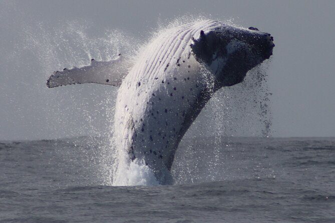 Whale Watching Terrigal - An In-Depth Look at Whale Watching Near Terrigal