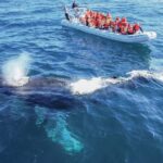 Whale Watching, The Famous Arch and Fast Boat Tour in Los Cabos - FAQ