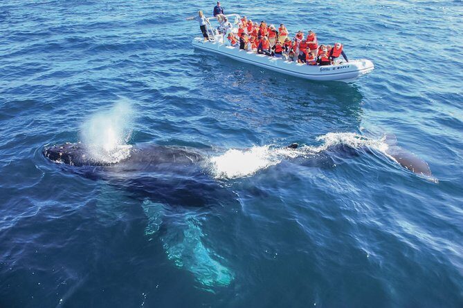 Whale Watching, The Famous Arch and Fast Boat Tour in Los Cabos - FAQ