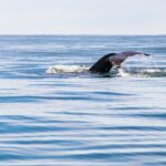 Whale Watching Tour from Akureyri City Central - Who Will Appreciate This Tour?