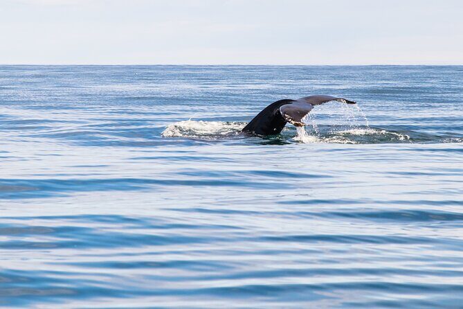 Whale Watching Tour from Akureyri City Central - Who Will Appreciate This Tour?