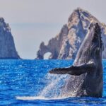 Whale Watching Tour in Glass Bottom Boat (VisitA Cabo) - A Closer Look at the Experience