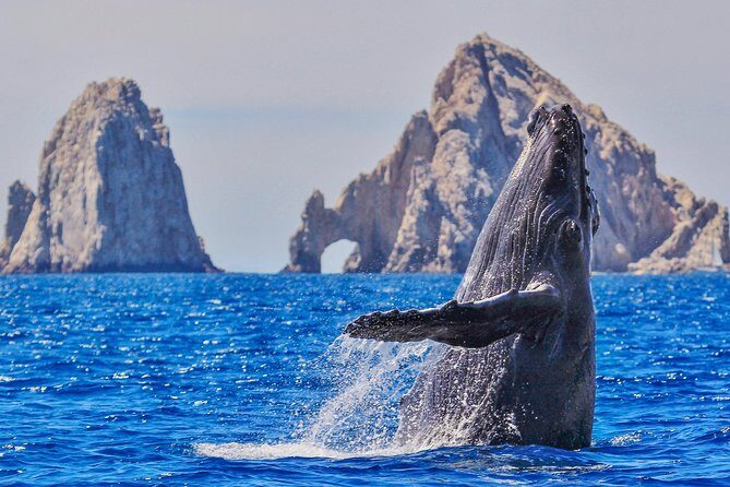 Whale Watching Tour in Glass Bottom Boat (VisitA Cabo) - A Closer Look at the Experience