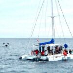 Whale Watching Tour in Los Cabos - Who Should Consider This Tour?