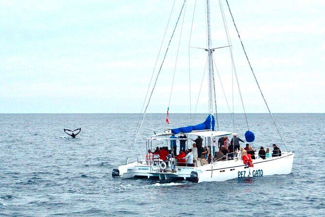 Whale Watching Tour in Los Cabos - Who Should Consider This Tour?