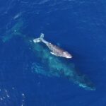 Whale Watching Tour -Incl FREE photos - Final Thoughts: Who Should Book This Tour?