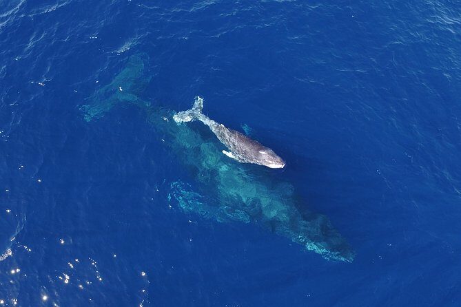 Whale Watching Tour -Incl FREE photos - Final Thoughts: Who Should Book This Tour?