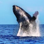 Whale Watching Tour: Whales Guaranteed in Kona Waikoloa - Final Thoughts: Is It Worth It?