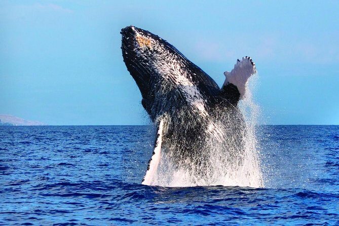 Whale Watching Tour: Whales Guaranteed in Kona Waikoloa - Final Thoughts: Is It Worth It?