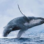 Whale Watching Tour with Professional Guide from Reykjavik - FAQ