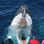 Whale Watching Tour with Spirit of Gold Coast - FAQs