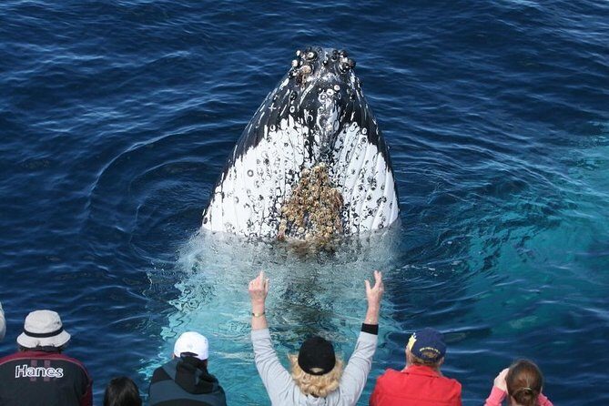 Whale Watching Tour with Spirit of Gold Coast - FAQs