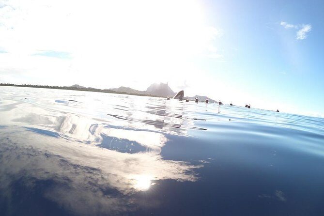 Whale Watching Tours in Bora Bora - Who Will Love This Tour?