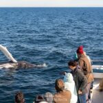 Whale Watching Trips to Stellwagen Bank Marine Sanctuary. Guaranteed sightings! - An In-Depth Look at This Whale Watching Tour