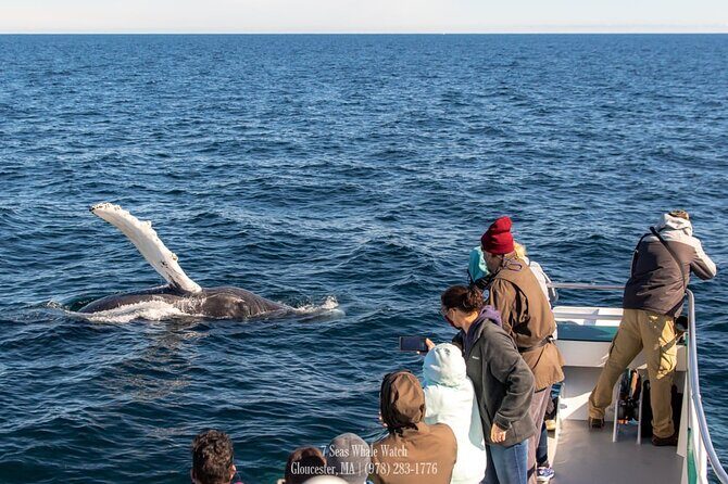 Whale Watching Trips to Stellwagen Bank Marine Sanctuary. Guaranteed sightings! - An In-Depth Look at This Whale Watching Tour