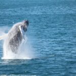 Whale Wonders Morning Expedition from Reykjavík - Is This Tour Worth the Price?
