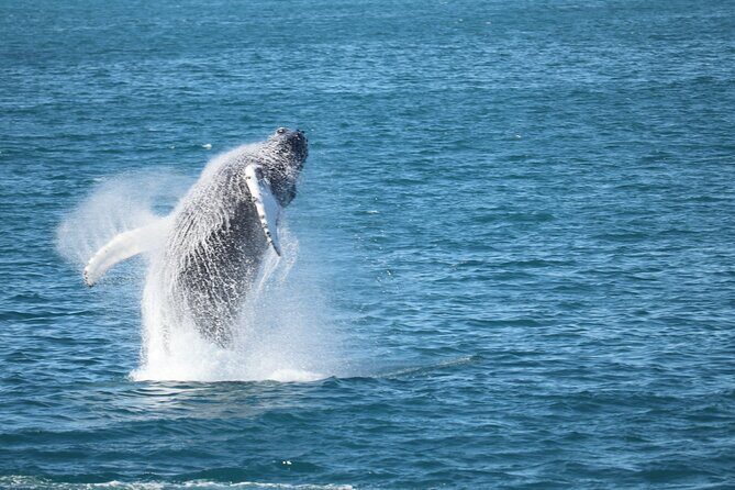 Whale Wonders Morning Expedition from Reykjavík - Is This Tour Worth the Price?