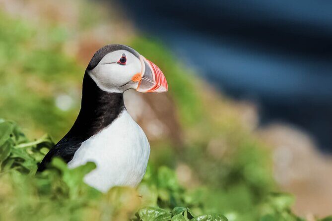 Whales and Puffins Tour from Husavik - Final Thoughts