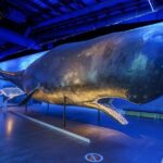 Whales Of Iceland Admission Ticket - FAQs