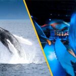 Whales of Iceland from Land and Sea - The Experience in Detail