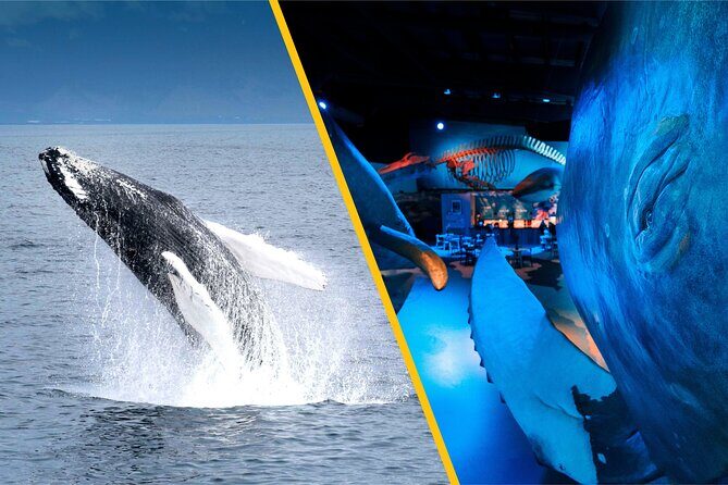 Whales of Iceland from Land and Sea - The Experience in Detail