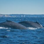 Whales of Sydney Sea Safari - FAQs